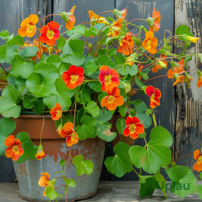 Nasturtium1