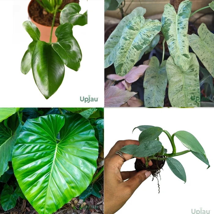 Philodendron Plant (Combo of 4)