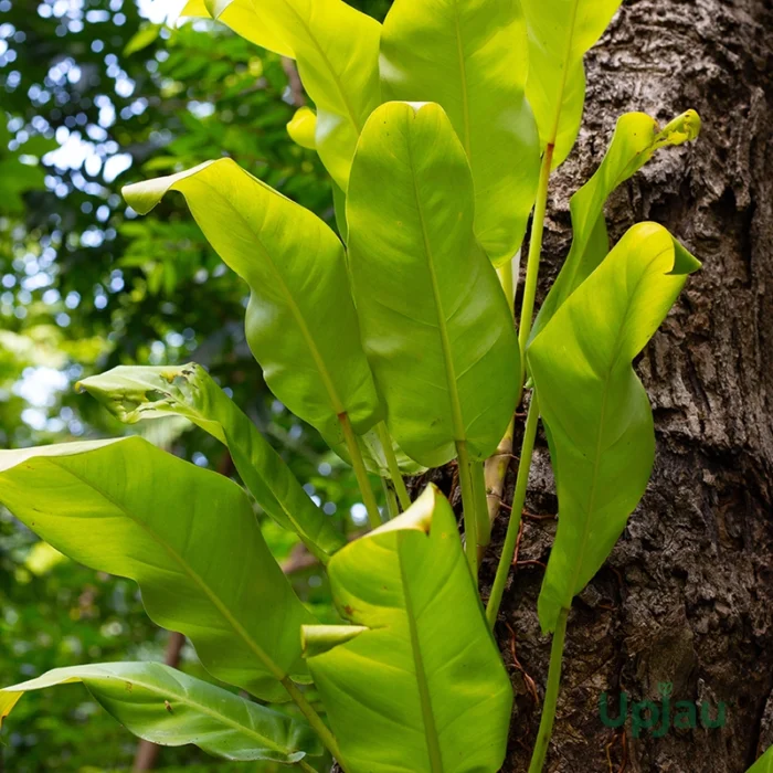 Philodendron golden1