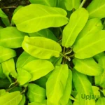 Golden Philodendron Plant
