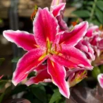 Oriental Lily Bulbs Star Fight Imported