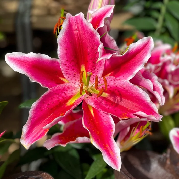 oriental lily Bulbs