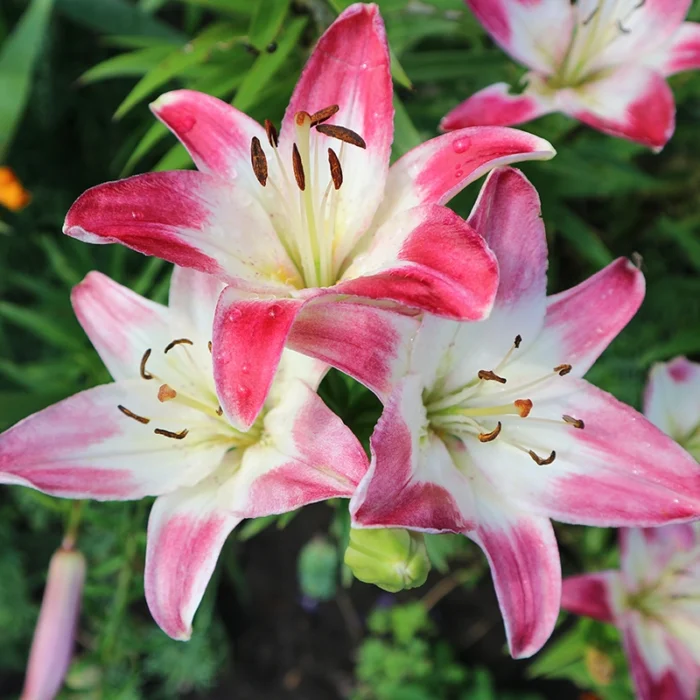 Asiatic & Oriental Lily Combo of 12 Bulbs (Imported)