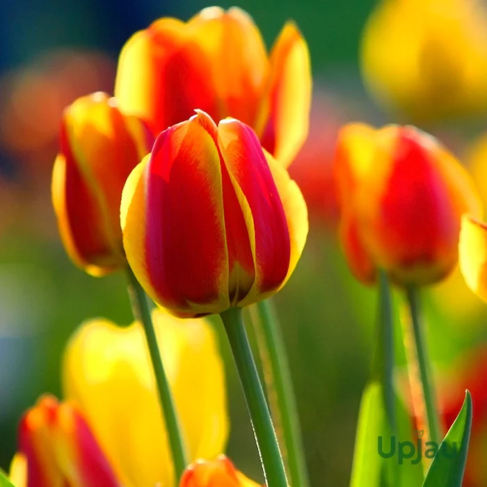 Yellow Orange Tulip Flower Bulbs