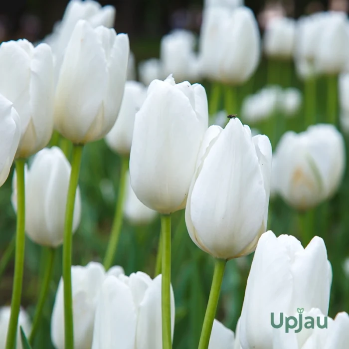 White Tulip Bulbs