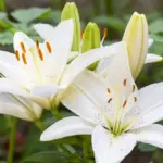 White Asiatic Lily / White Lilium Bulbs (Imported)