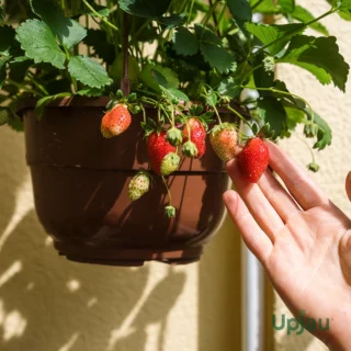 buy-strawberry-plant-sapling