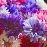 Cornflower-JEET Seeds (50 Seeds)