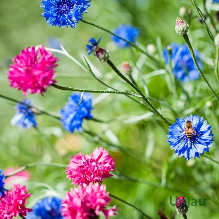 cornflower2