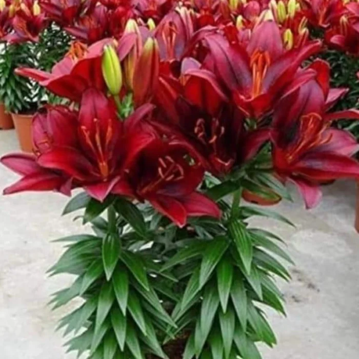 Dark Red Asiatic Lily