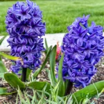 Hyacinth Flower Bulbs (Choose color) - Blue