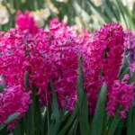 Hyacinth Flower Bulbs (Choose color) - Pink