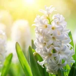 Hyacinth Flower Bulbs (Choose color) - White