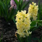 Hyacinth Flower Bulbs (Choose color) - Yellow