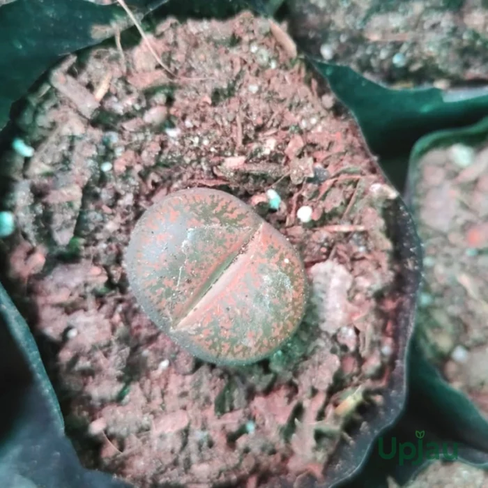 Lithops Plant - Image 2