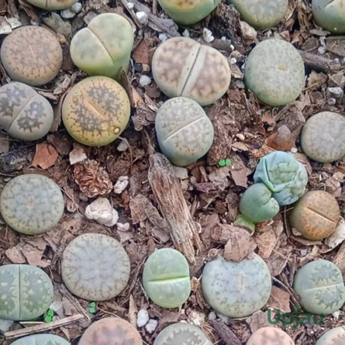 Lithops Plant