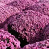 Pink Multiflora Chrysanthemum or Guldaudi or Guldavari Flower Plant