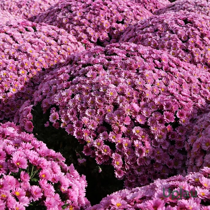 Pink Chrysanthemum