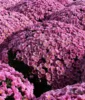 pink chrysanthemum