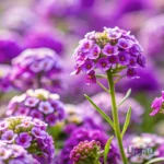 Purple Alyssum Seeds / Lobularia Maritima Purple Seeds