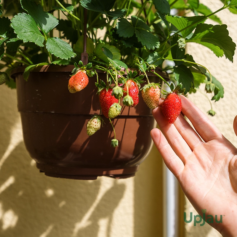 strawberry sapling1