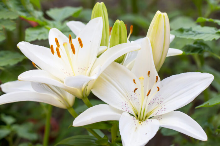 White Asiatic Lily