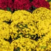 Yellow Multiflora Chrysanthemum or Guldaudi or Guldavari Flower Plant