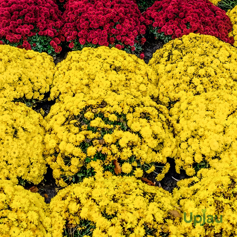 yellow-chrysanthemum