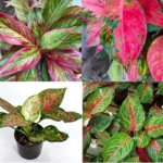 Aglaonema Plant Combo of 4