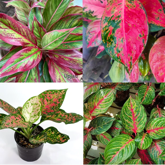 Aglaonema Plant