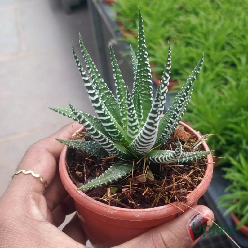 Haworthia Plant