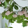 Hoya Green Carnosa Plant The Hoya Green Plant, also known