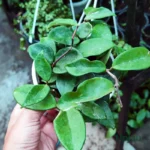 Hoya Green Carnosa Plant Online | Buy Now At Upjau