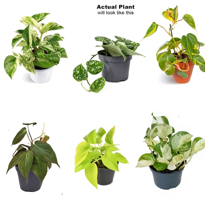 Money Plant Varieties