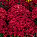 Chrysanthemum/ Guldavari/ Guldaudi Multiflora Sapling (Choose Color)