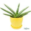 cylindrical snake plant