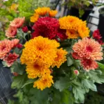 Decorative Chrysanthemum (Guldaudi / Guldavari) Sapling (Choose Color)