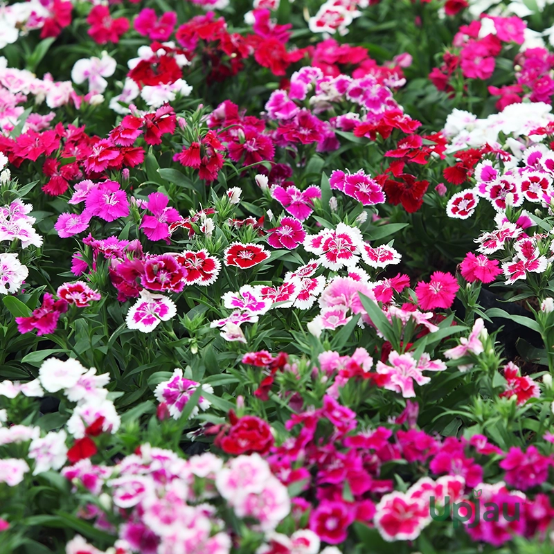 dianthus