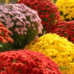 Guldavari/Chrysanthemum / Guldaudi Multiflora Plant  Combo Sapling (8 pcs)