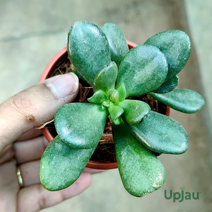 Crassula Ovata (Jade Plant) - Image 2