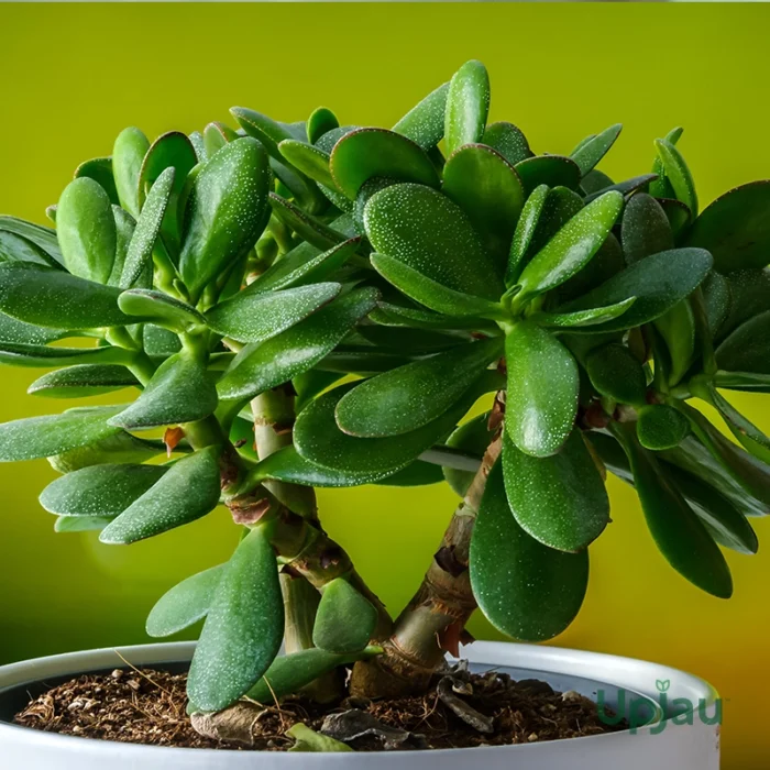 Crassula Ovata Plant