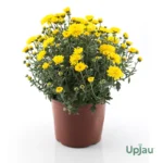 Chrysanthemum/ Guldavari/ Guldaudi Multiflora Sapling (Choose Color) - Yellow