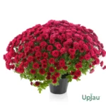 Chrysanthemum/ Guldavari/ Guldaudi Multiflora Sapling (Choose Color) - Red