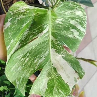 Monstera_Ver2