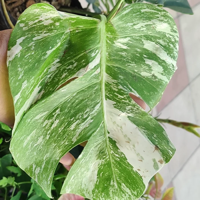 Monstera Swiss Cheese Variegated - Image 2