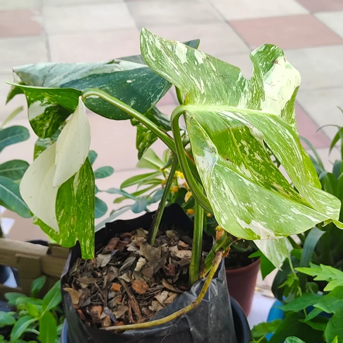 Monstera Swiss Cheese Variegated - Image 3