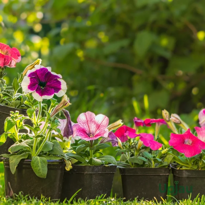 Petunia sapling