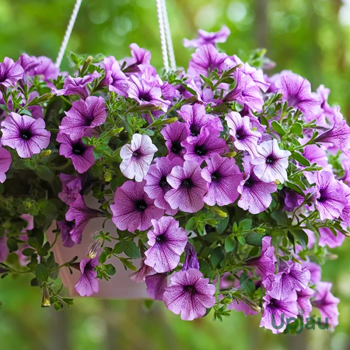 Petunia sapling3