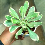 Euphorbia Poissonii Variegata Plant