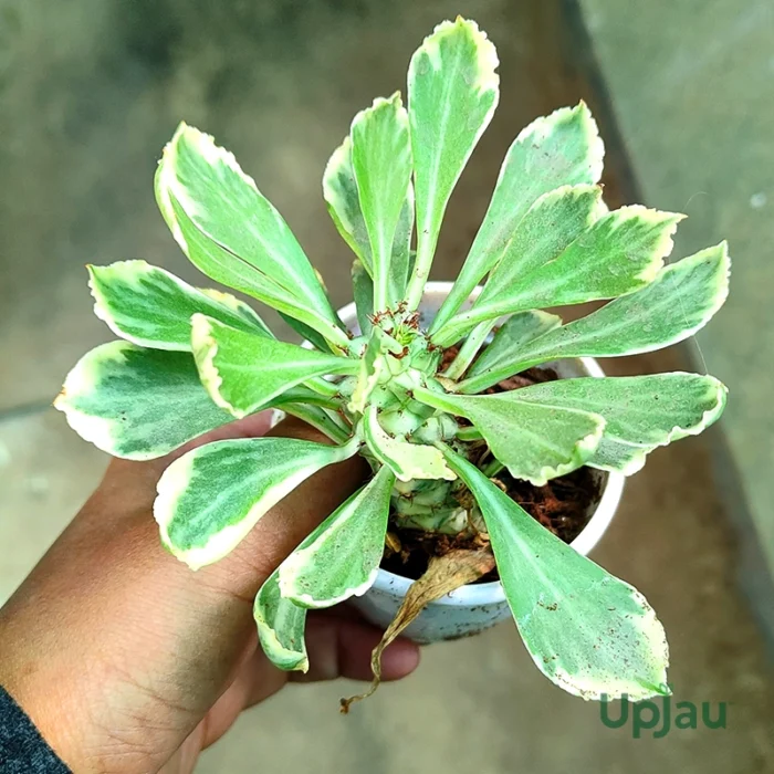 Euphorbia Poissonii Variegata